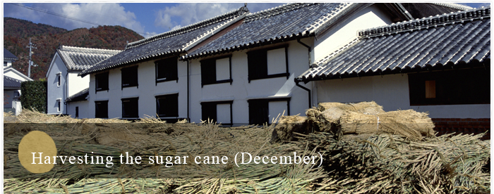 Harvesting the sugar cane (December)